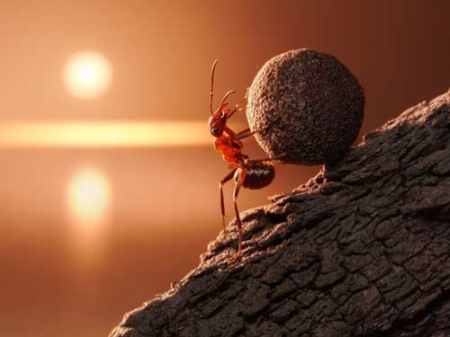 The Ant and the Kingdom of Heaven